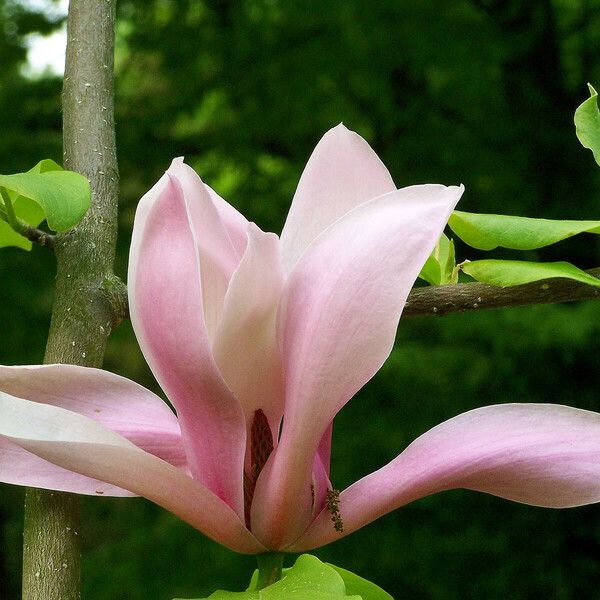 Magnolia × soulangeana Flower