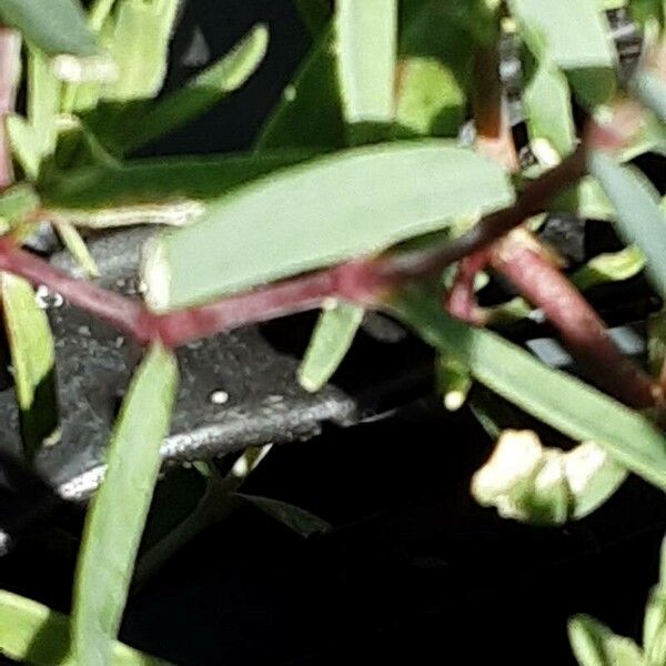 Gypsophila repens Bark