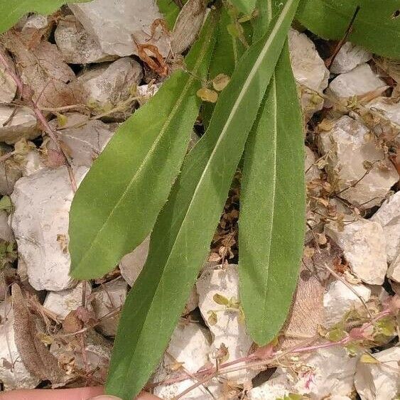 Pilosella piloselloides Leaf