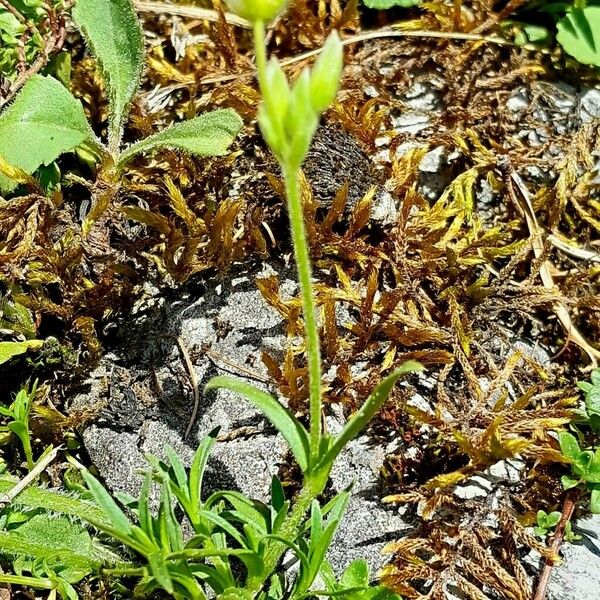 Cerastium alpinum Celota