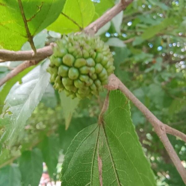 Guazuma ulmifolia फल