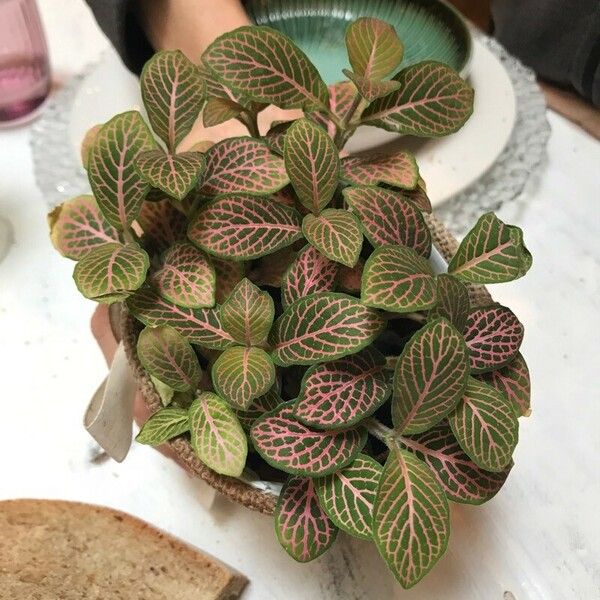 Fittonia albivenis Leht