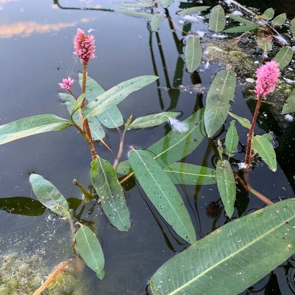 Persicaria amphibia Floro