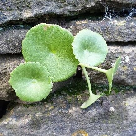 Umbilicus horizontalis Leaf