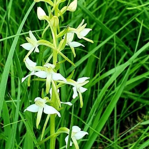 Platanthera bifolia Blüte