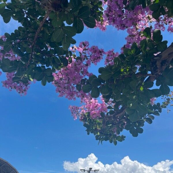 Lagerstroemia speciosa Blüte