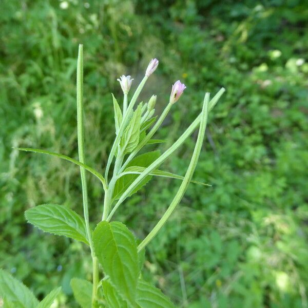 Epilobium roseum Fruit