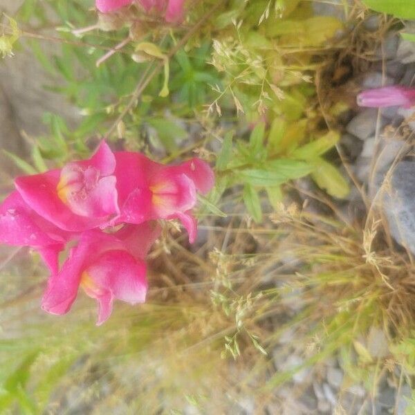 Antirrhinum australe Flower