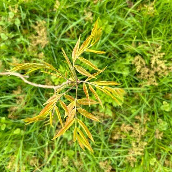 Pistacia chinensis Blad