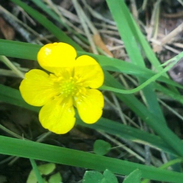 Ranunculus acris Žiedas