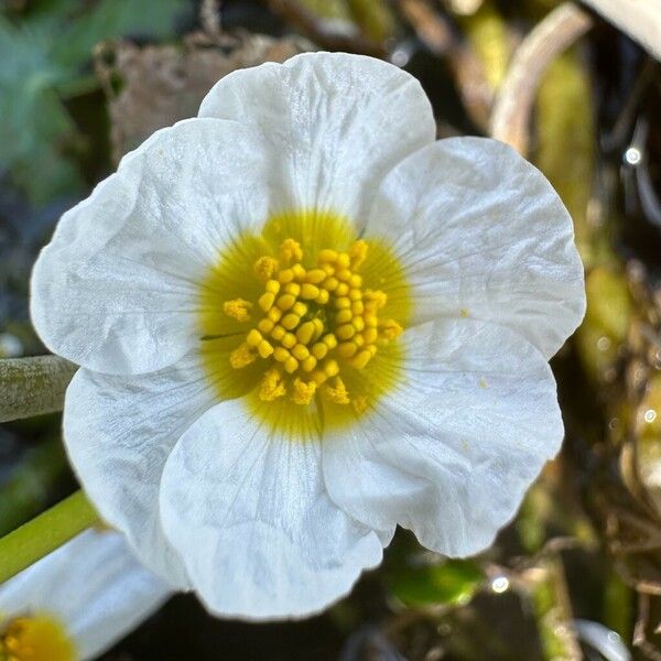 Ranunculus peltatus Flower