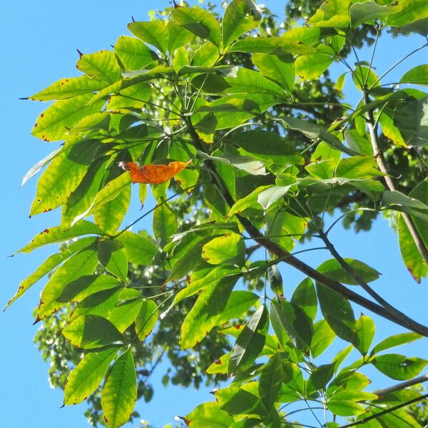 Hevea brasiliensis Fuelha