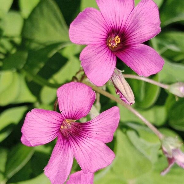 Oxalis articulata Fleur