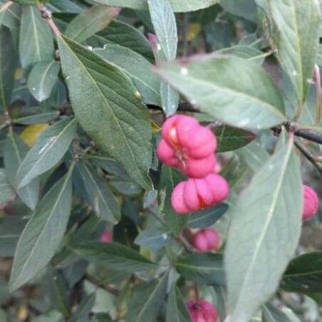 Euonymus europaeus Λουλούδι