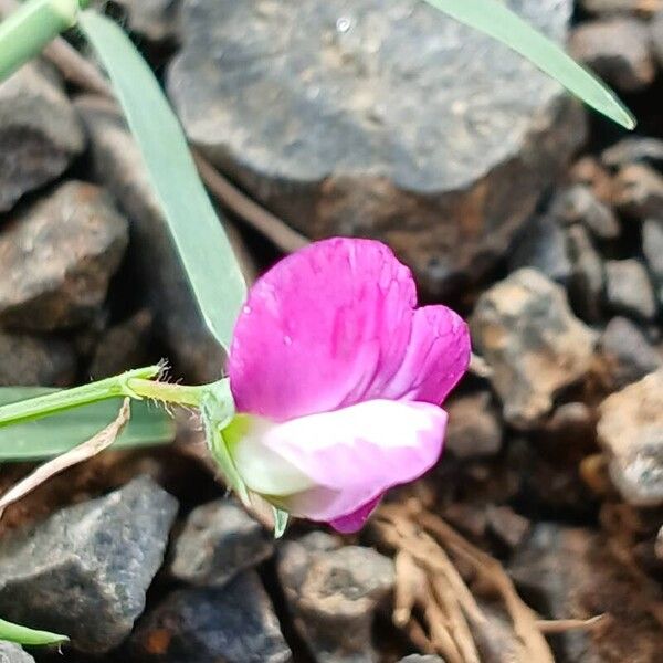 Lathyrus hirsutus 花