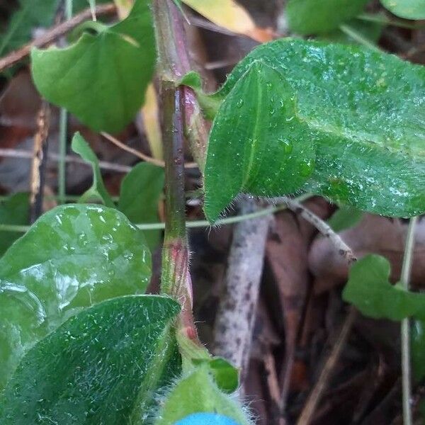 Commelina bracteosa Φύλλο