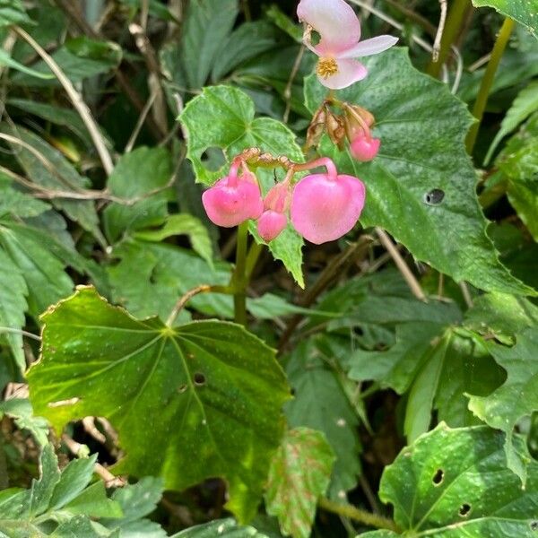 Begonia formosana 花