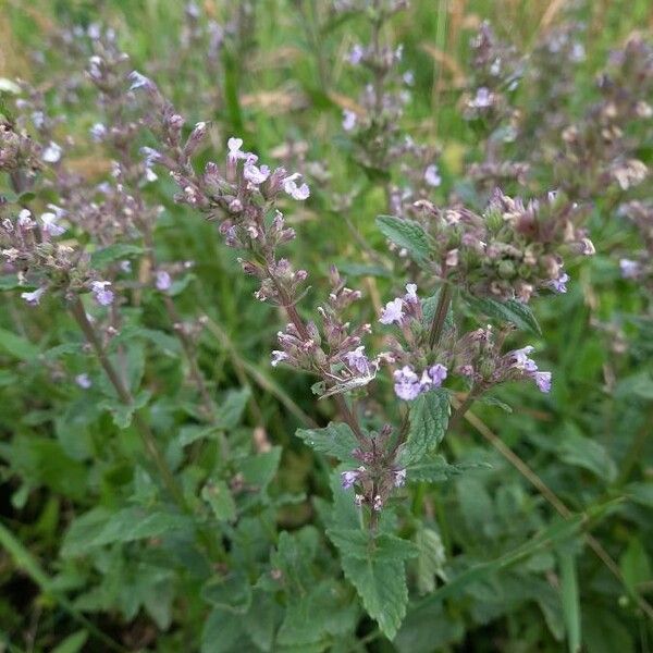 Nepeta nuda Blomst