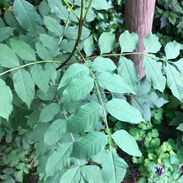 Fraxinus excelsior Folha