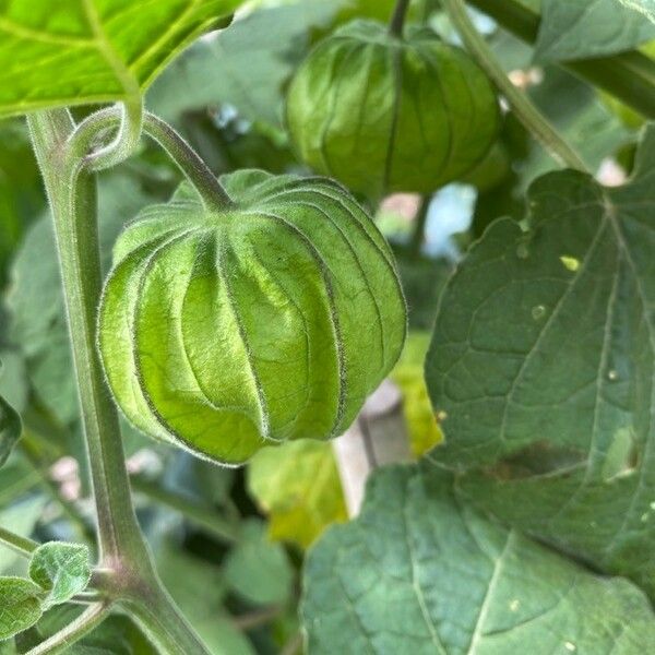 Physalis peruviana Fruit