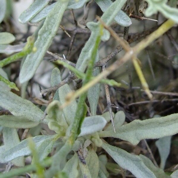 Verbascum spinosum Autre