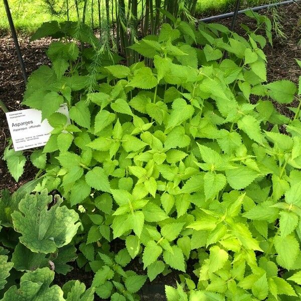 Agastache foeniculum Blad