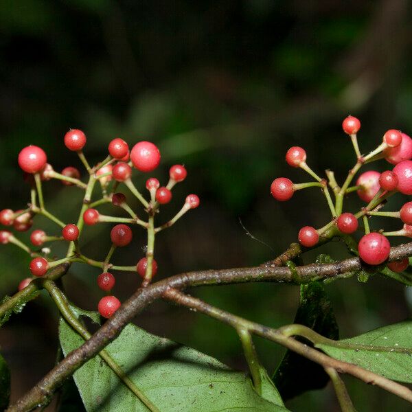 Ardisia guianensis Fruto