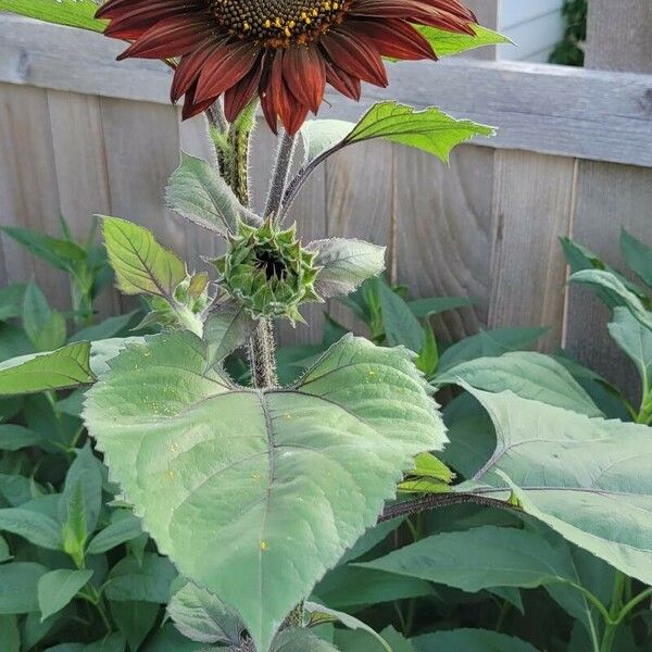 Helianthus giganteus പുഷ്പം