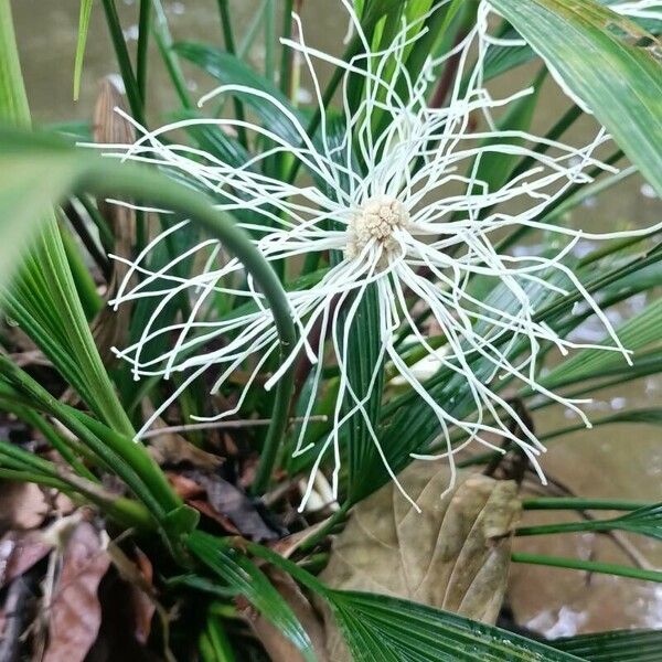 Asplundia brachyphylla 花