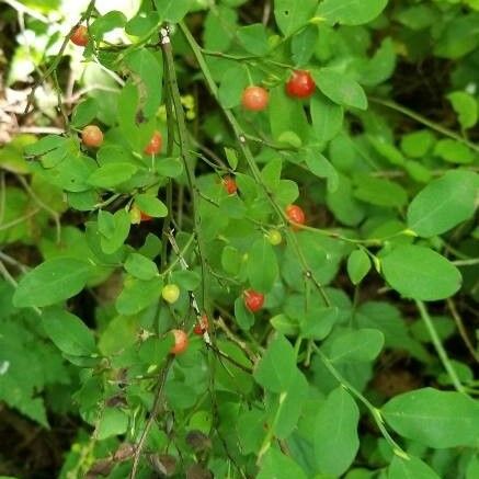 Vaccinium parvifolium Frucht