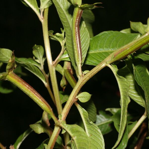 Ludwigia octovalvis Frunză