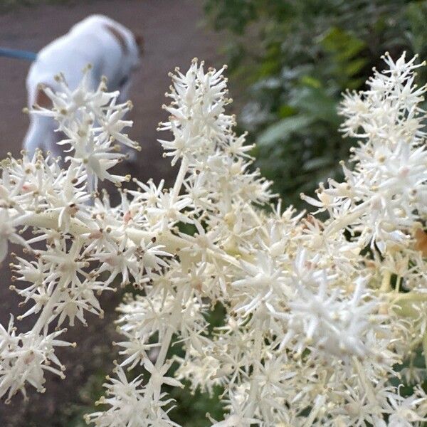 Maianthemum racemosum Květ
