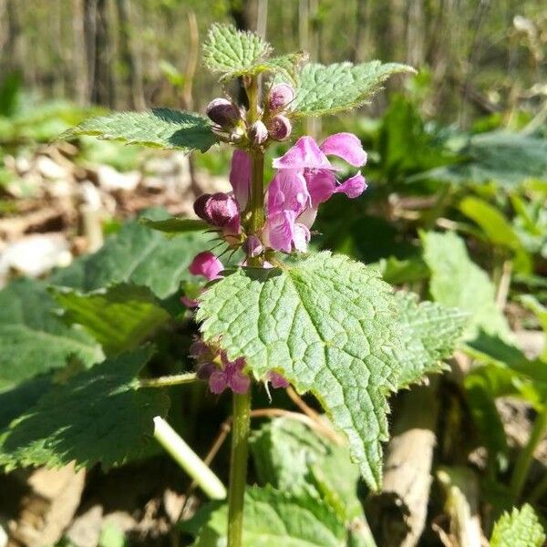 Lamium maculatum Λουλούδι