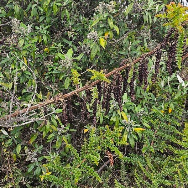 Coriaria ruscifolia Feuille