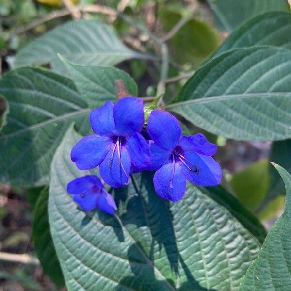 Eranthemum pulchellum Λουλούδι