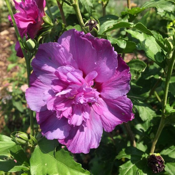 Hibiscus syriacus Kukka