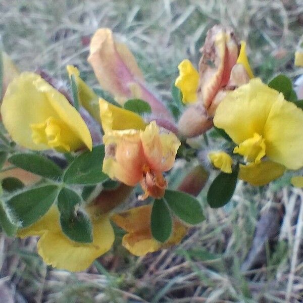 Chamaecytisus hirsutus Žiedas