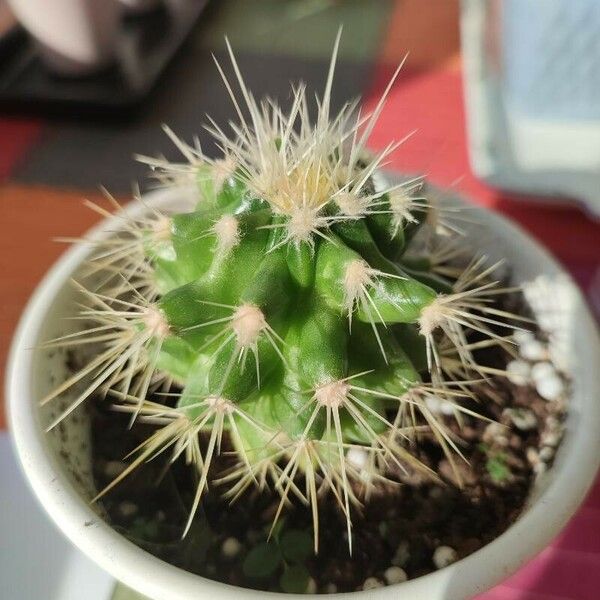 Echinocactus grusonii 整株植物