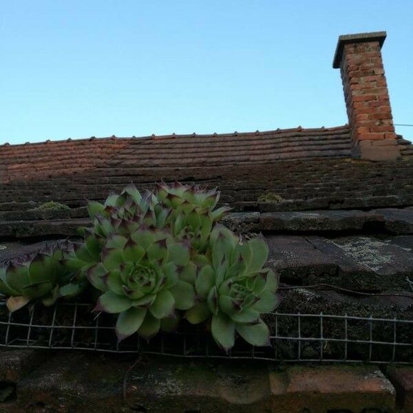 Sempervivum tectorum Blad