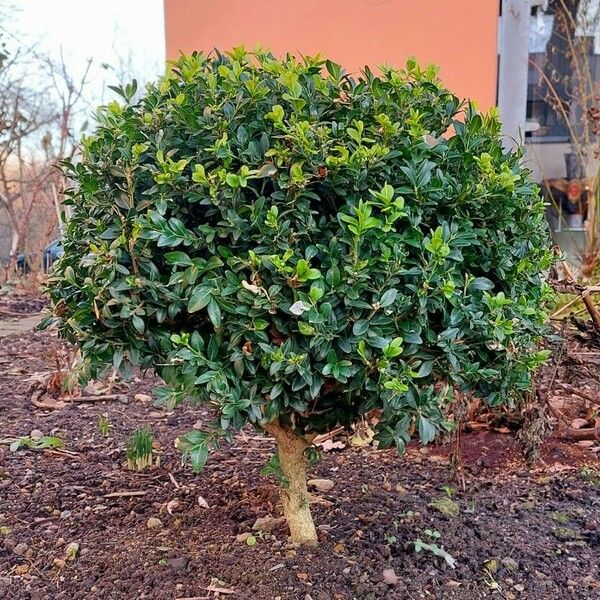 Buxus sempervirens Hábito