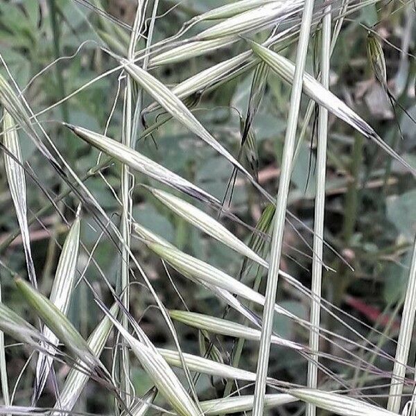 Avena fatua Flower