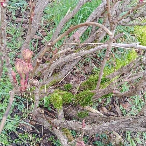 Paeonia × suffruticosa Bark