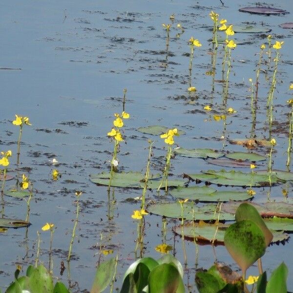 Utricularia foliosa ফুল