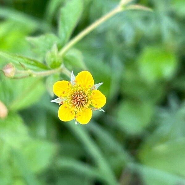 Geum macrophyllum Flower