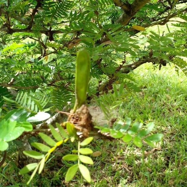 Calliandra surinamensis Фрукт