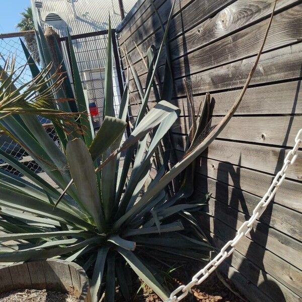 Agave sisalana 叶