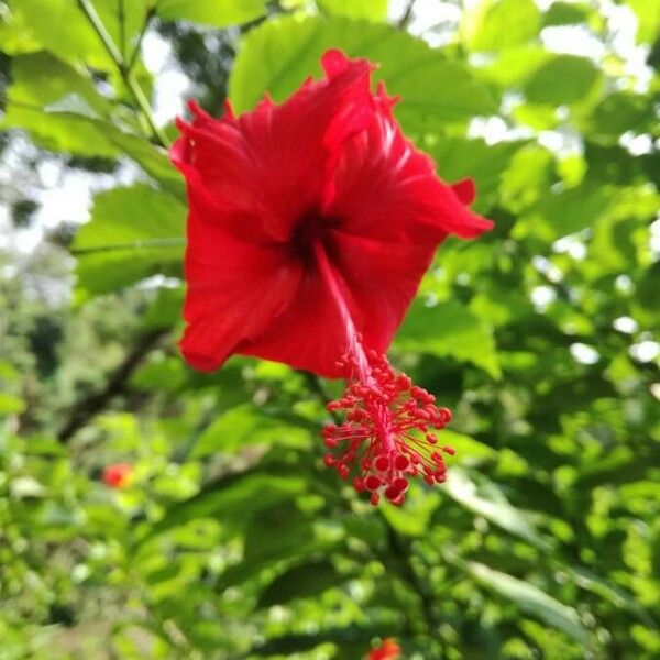 Hibiscus rosa-sinensis Flower