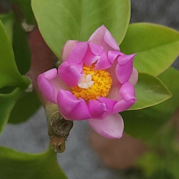 Rhodocactus grandifolius Blüte