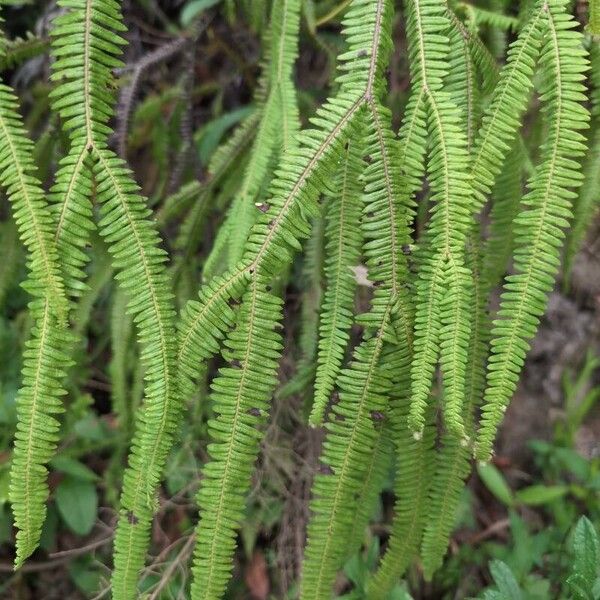 Sticherus flagellaris Leaf