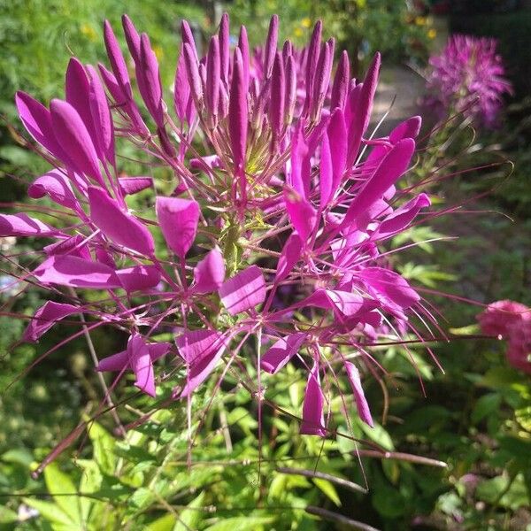 Cleome houtteana Цветок